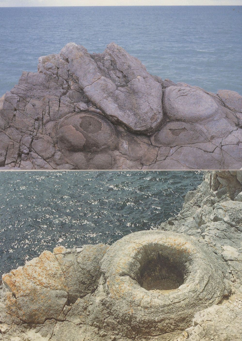 Fossil Forest Dorset 2x Postcard s