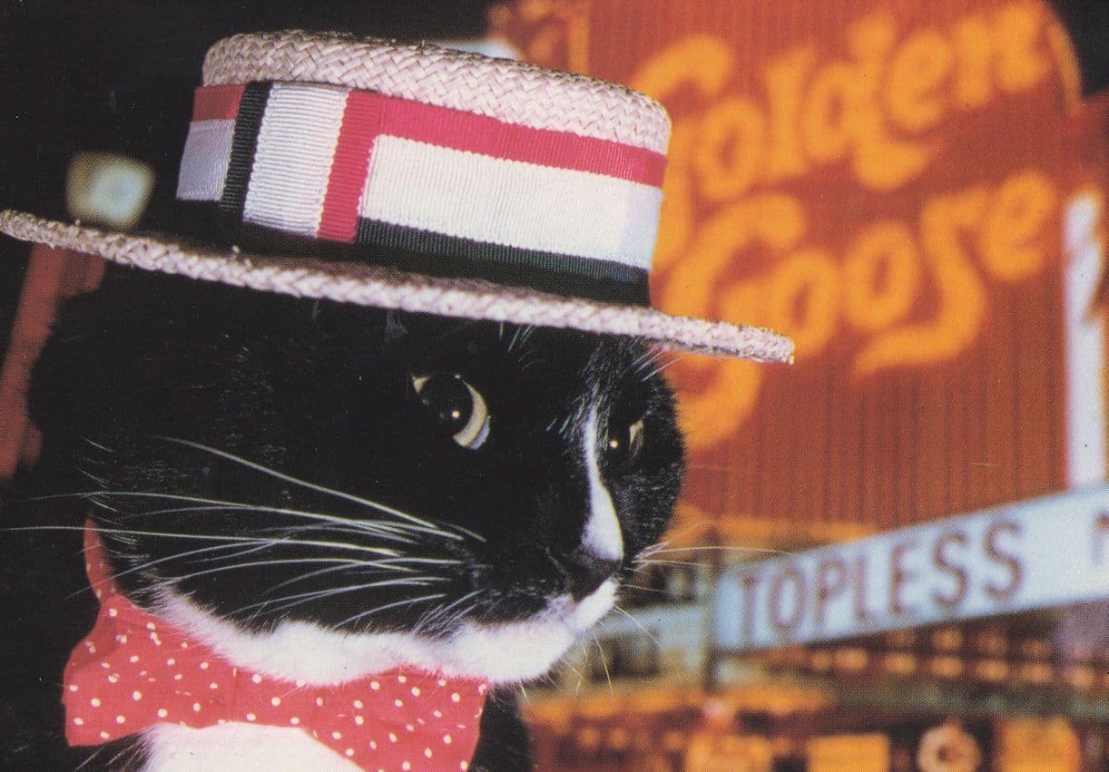 Fred Astaire Top Hat Cat Fancy Dress Cats Comic Postcard