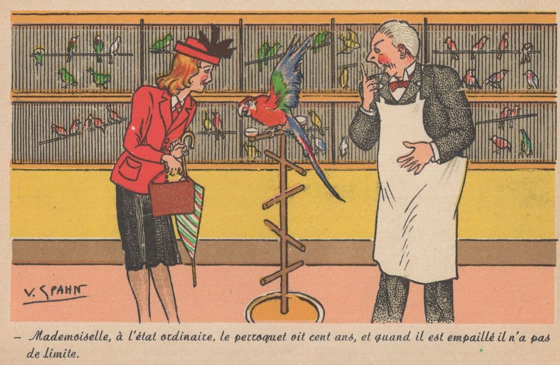 French Parrott Shop Antique Bird Comic France Old Postcard