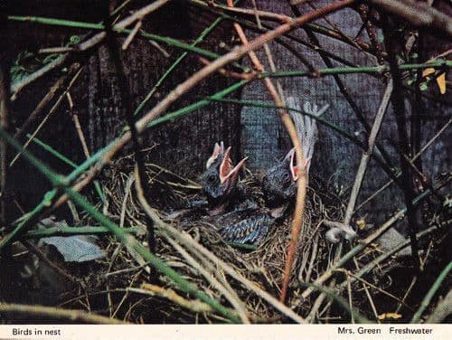 Freshwater Colchester Essex Birds In Nest Bird Rare Womens Institute Postcard