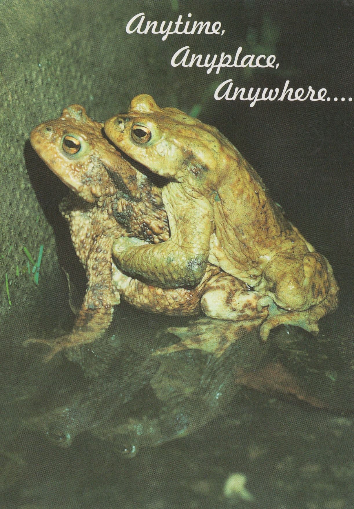 Frogs Making Love Randy Frog Comic Postcard
