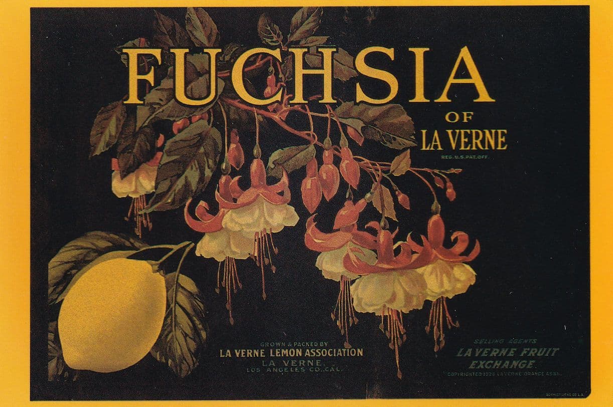 Fuchsia Of Laverne Lemons Los Angeles Advertising Postcard