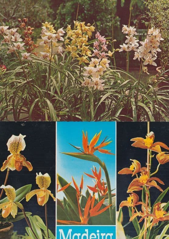 Funchal Madeira Portugal Flowers 2x Postcard