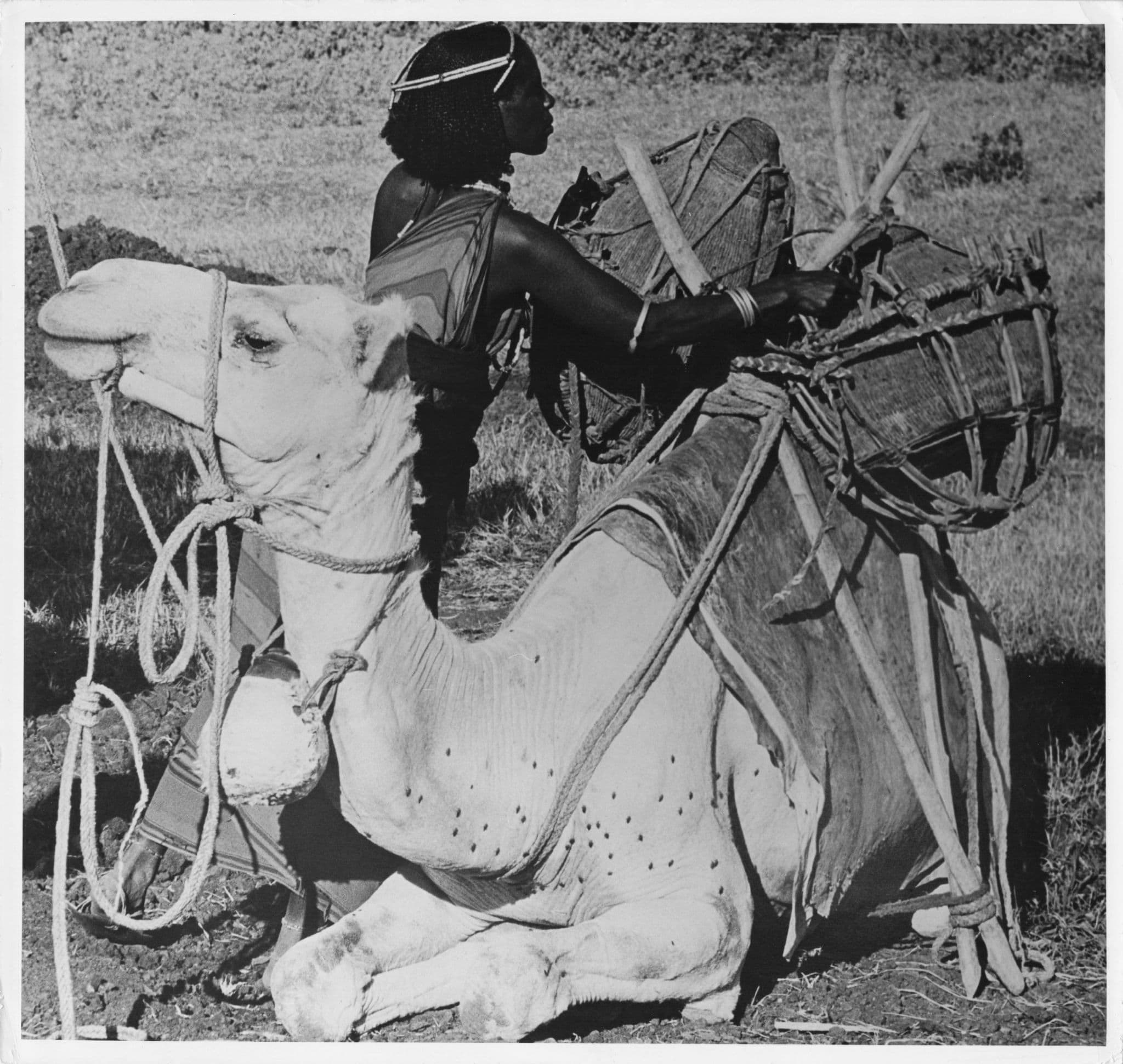 Gabbra Woman Loading Water Camel 9x9 Vintage Kenya African Press Photo