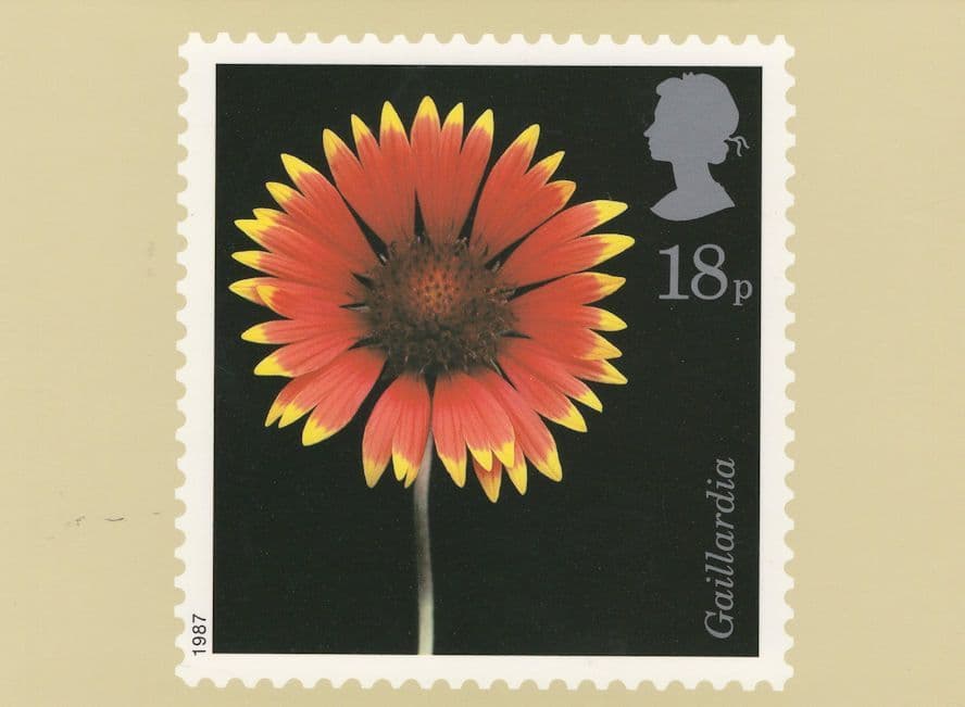Gaillardia Flower Limited Edition Postcard
