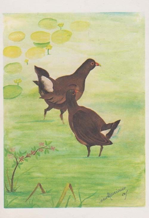 Gallinula Chloropus Italian Cartoon Painting Rare Bird Postcard