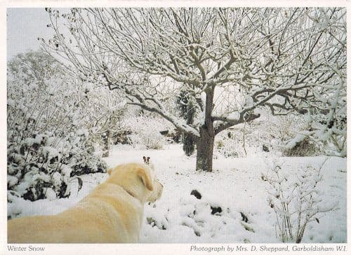 Garboldisham Labrador Dog Winter Snow Norfolk Postcard