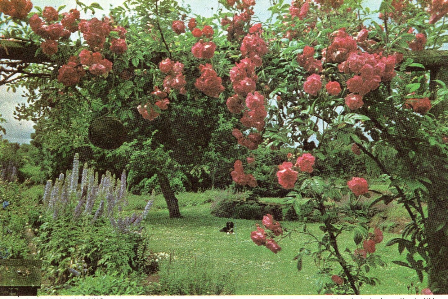 Garden at Charing Kent Roses Postcard