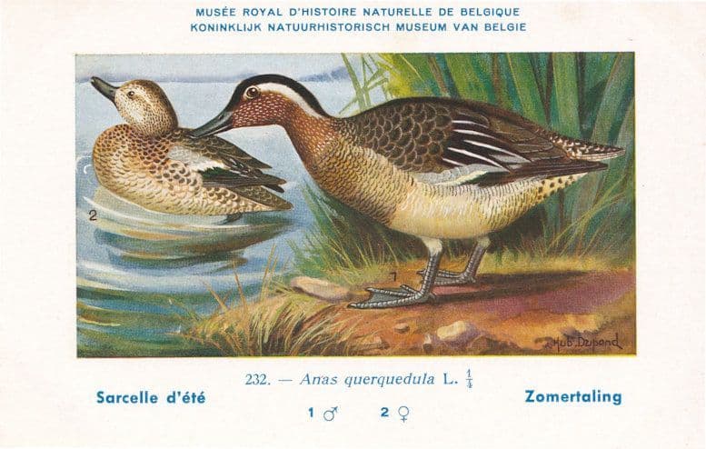 Gargany Anas Guerquedula WW2 Bird Vintage Rare Postcard