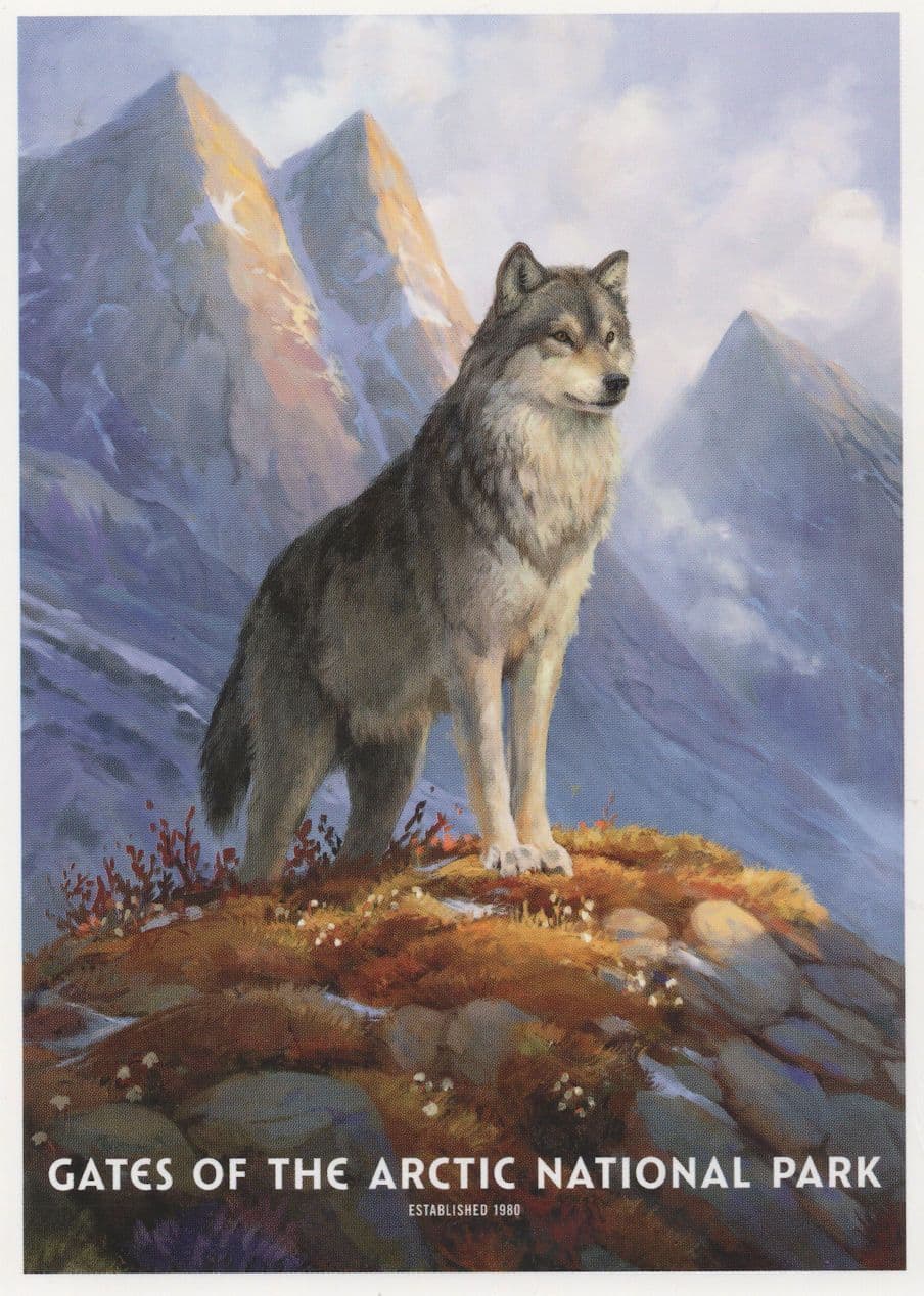 Gates Of The Arctic National Park Alaskan Wolf Lake Glaciers USA Postcard