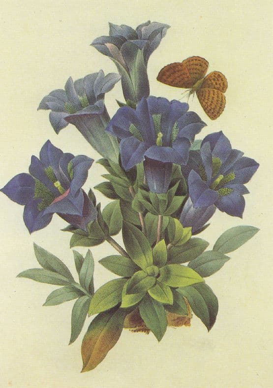 Gentiana Acaulis Pierre Joseph Redoubte French Flower Painting Postcard