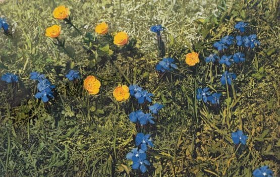 Gentiana Verna Vintage Flower Postcard