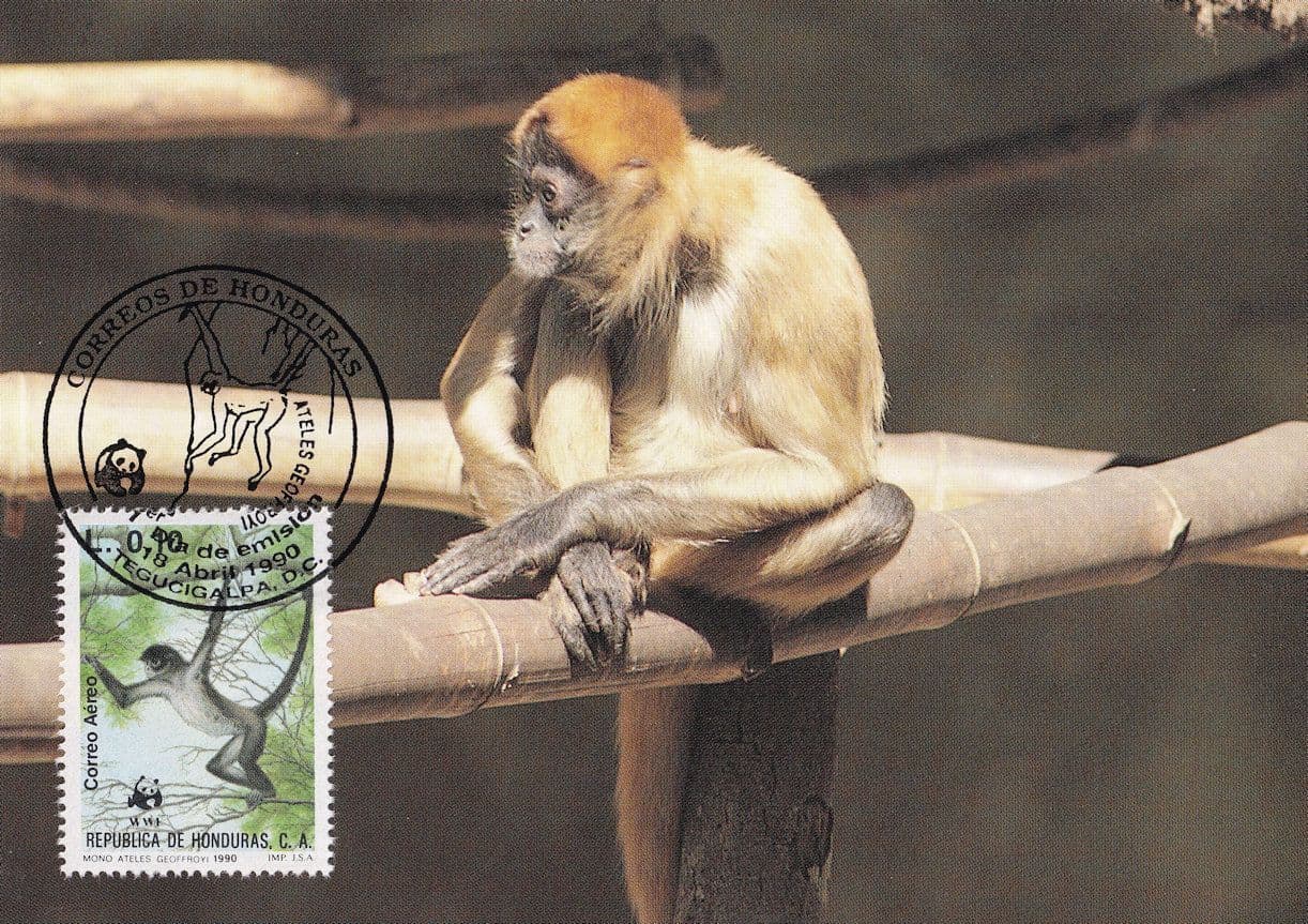 Geoffreys Black Handled Spider Monkey Honduras Afircan WWF Stamp FDC Postcard