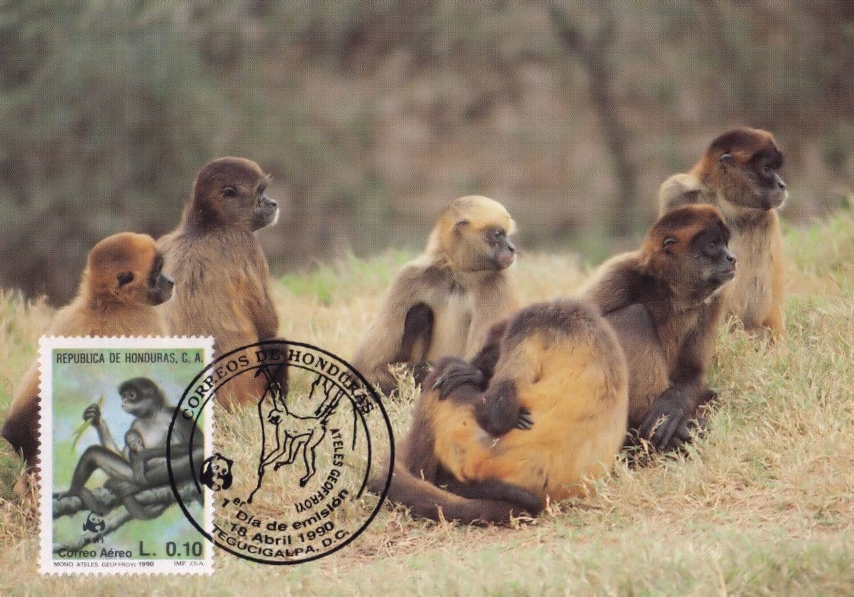 Geoffreys Black Handled Spider Monkey Honduras Rare WWF Stamp FDC Postcard