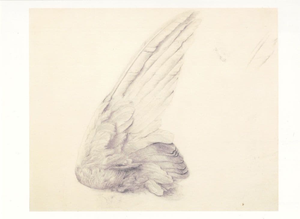 George Frederic Watts Study Of A Wing Victorian Painting Postcard