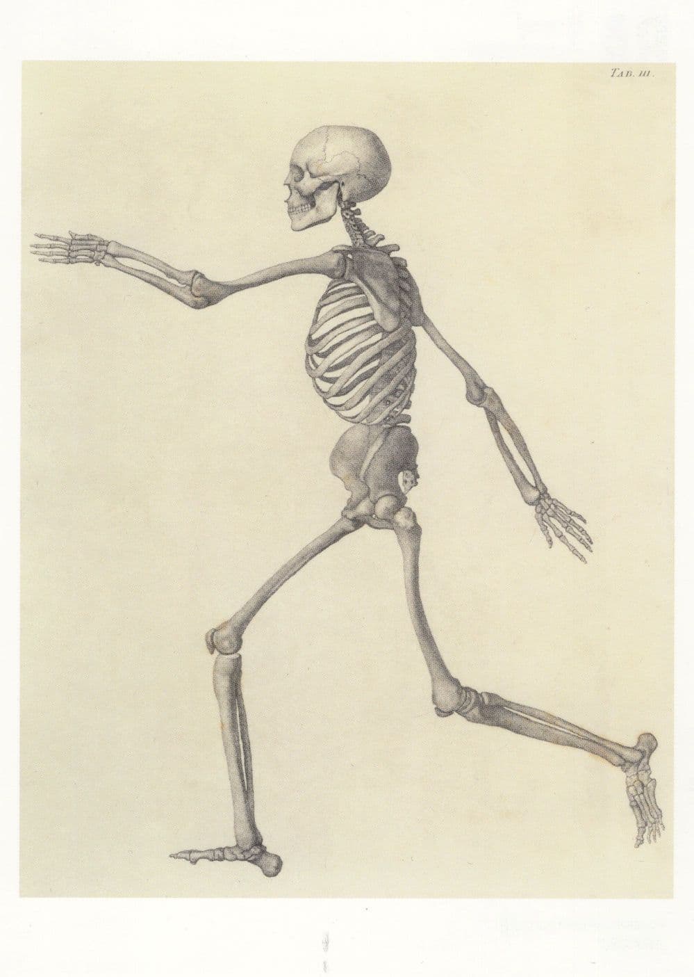 George Stubbs Victorian Human Skeleton Walking Painting Postcard