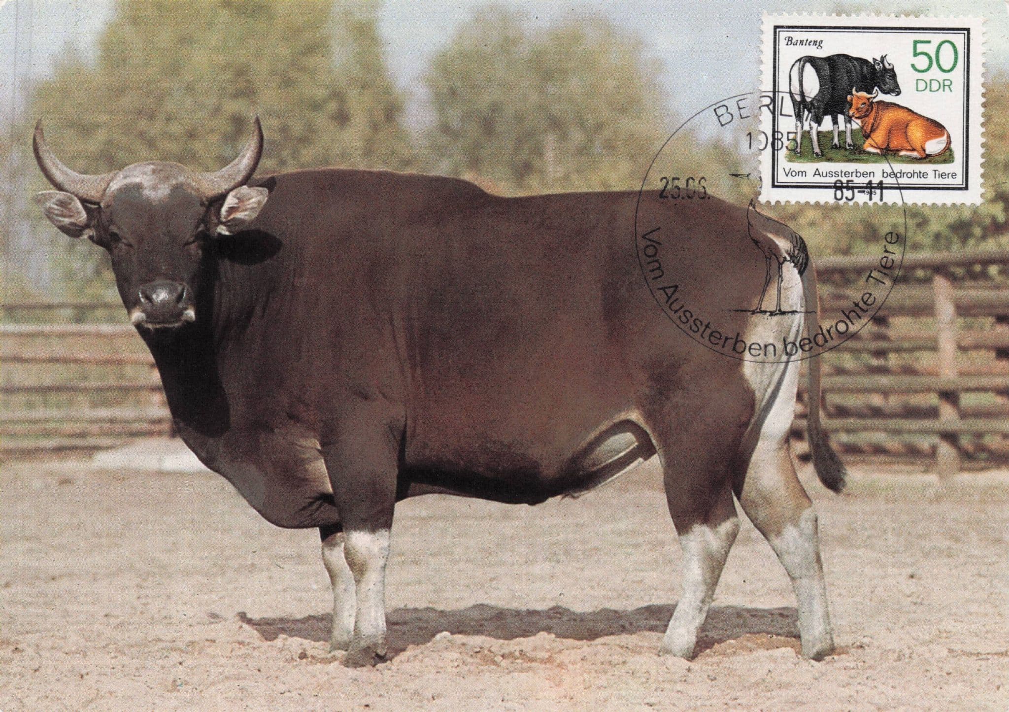 German Banteng Bos Javanicus Ox Bull First Day Cover Postcard
