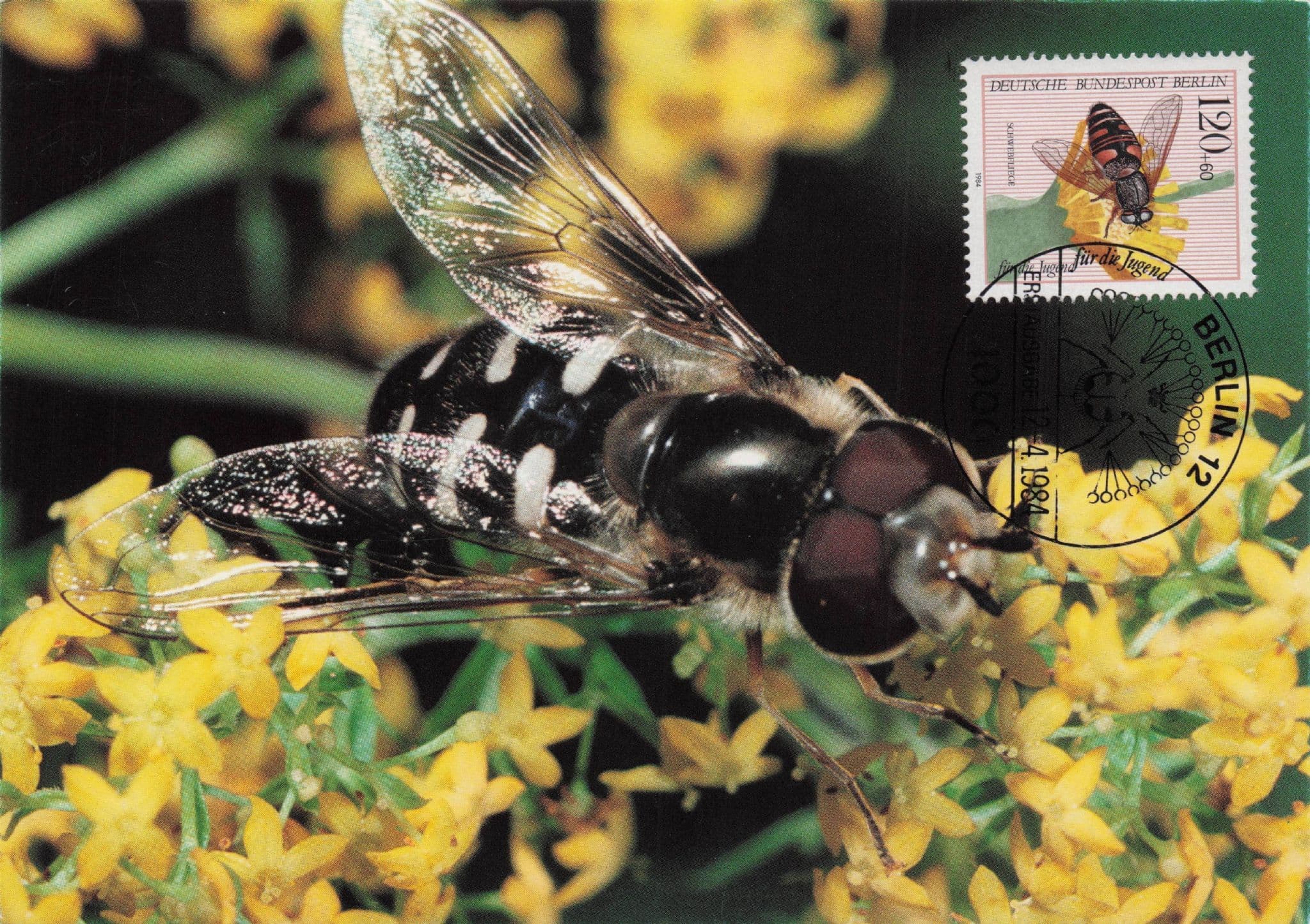 German Flower Fly Hoverfly Berlin Schwebfliege Rare FDC Postcard