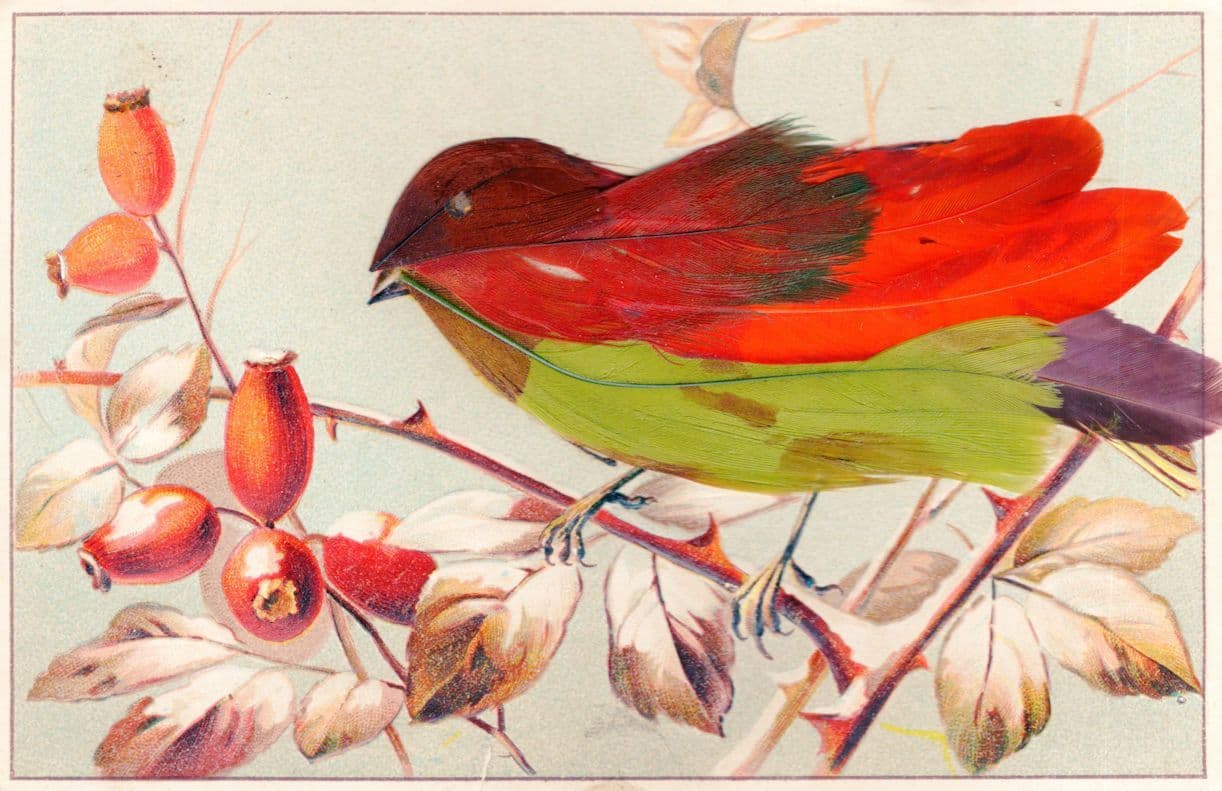 German Garden Bird Robin Acorn Tree Real Feathers Old Postcard