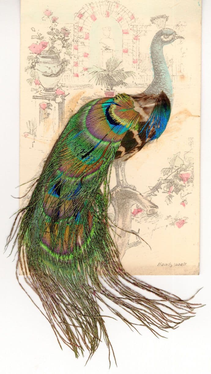 German Giant Real Feather Peacock Bird at Pink Archway Old Postcard