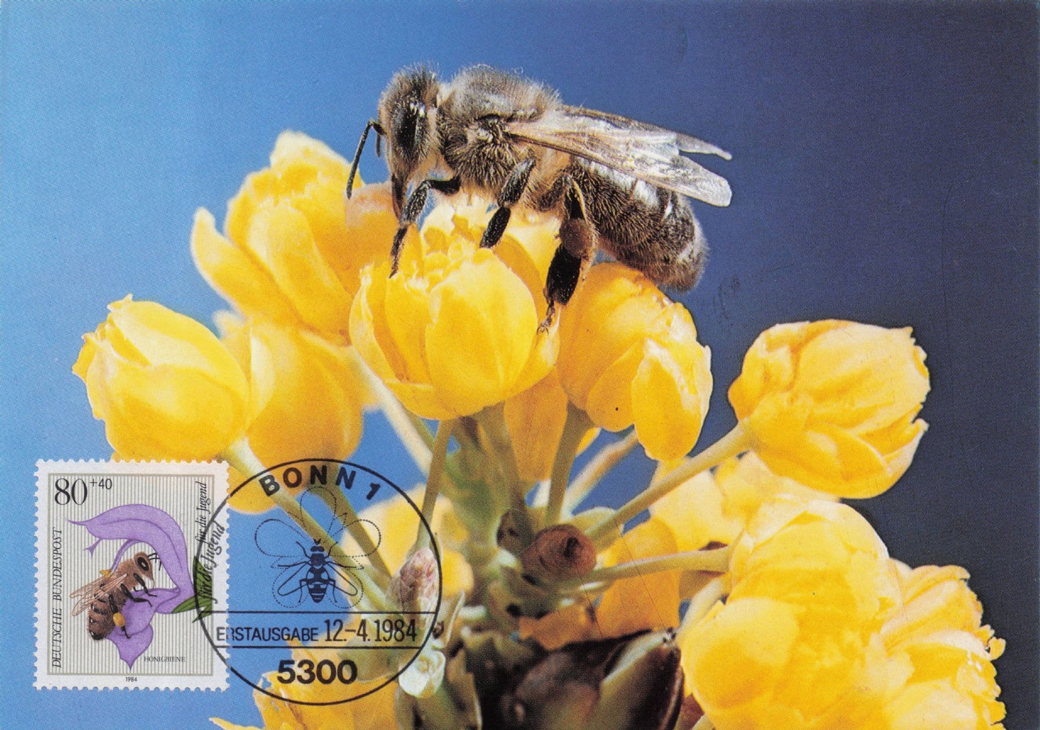 German Honey Bee Honigbiene Stunning Bonn Rare FDC Postcard