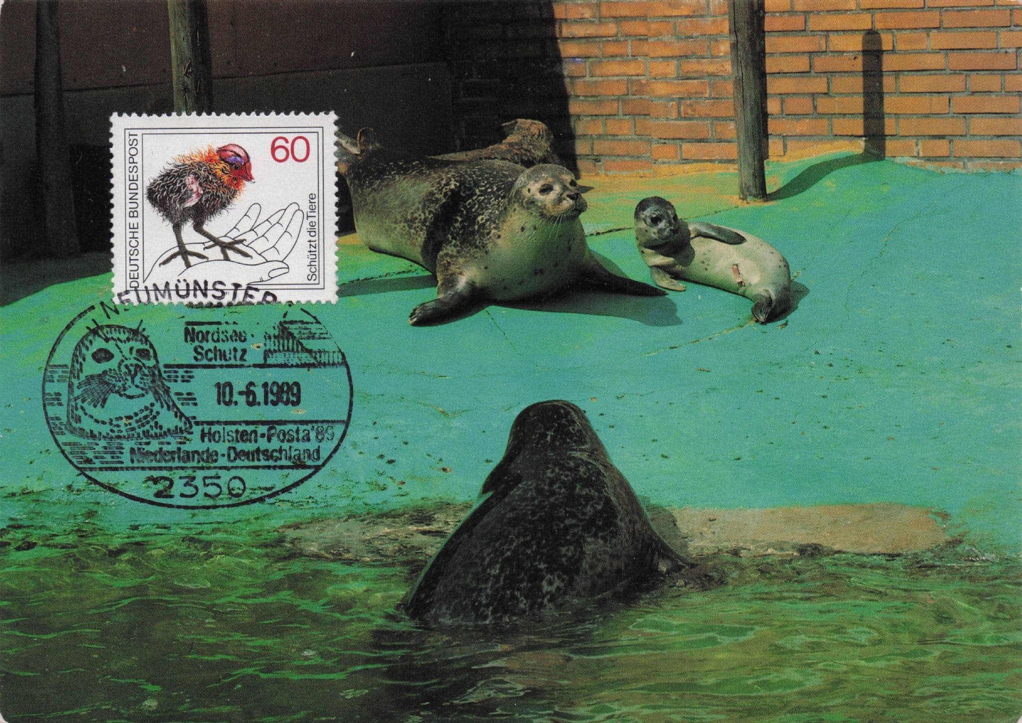 German Otter Sealife Sealion Pond Water Park Neumunster FDC Postcard