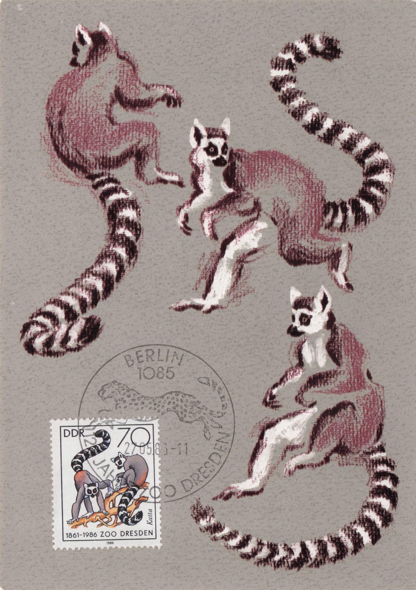 German Ring Tailed Katta Lemur Lemuridae FDC Postcard
