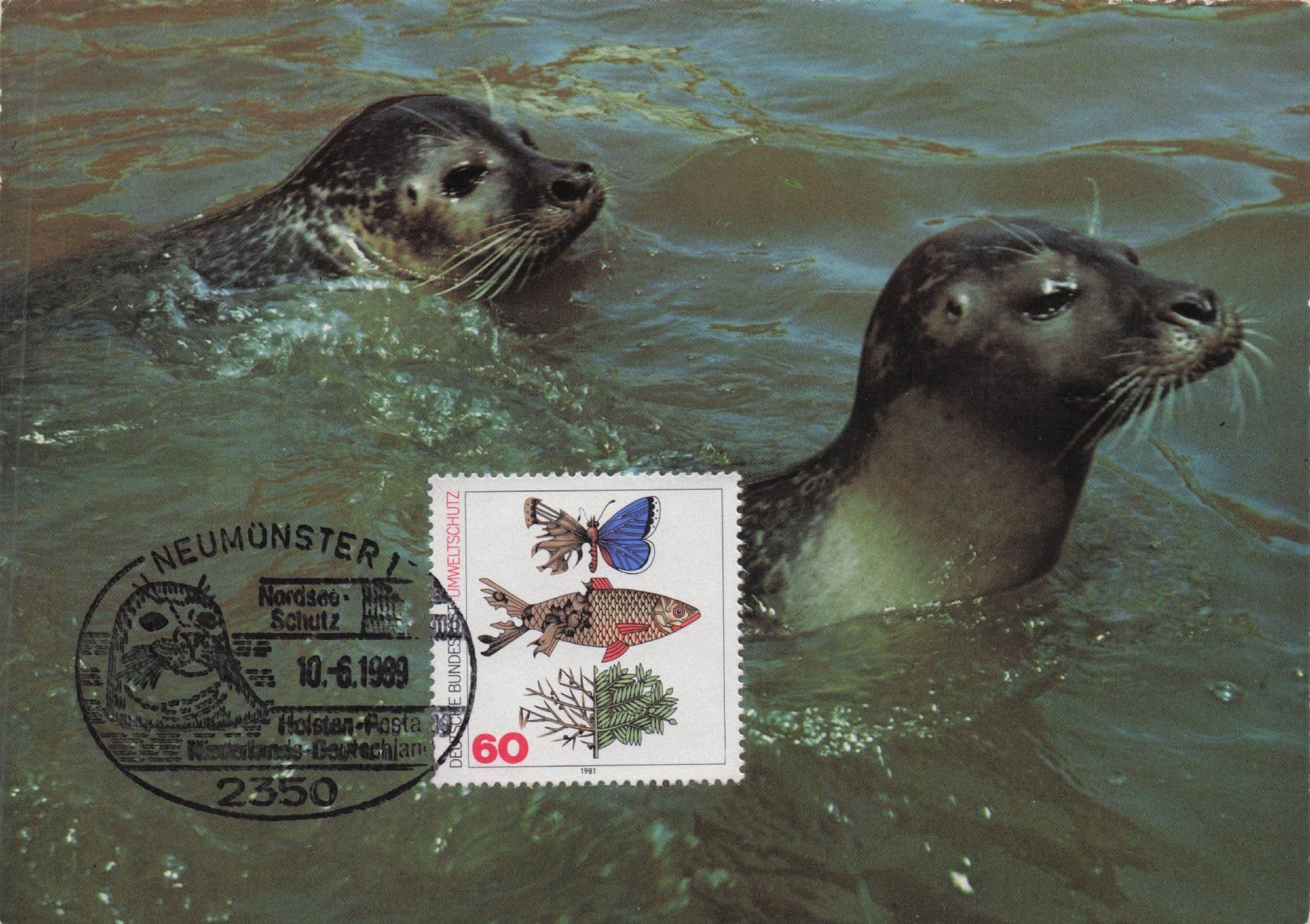 German Seal Otter Swimming 1989 Neumunster Map FDC Postcard