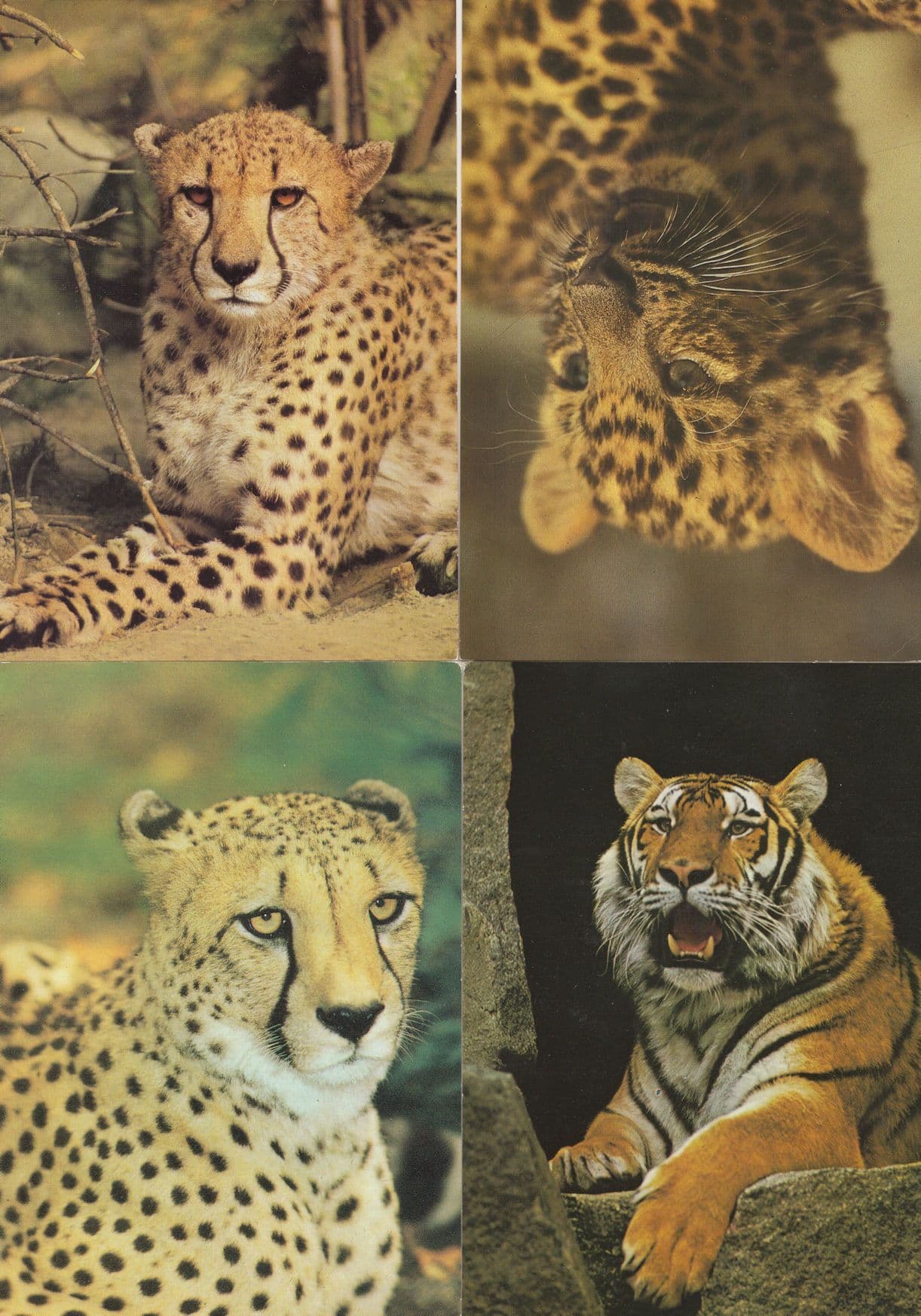 German Tiger Cheetah Leopard 4x Proud Giant Cat Postcard s