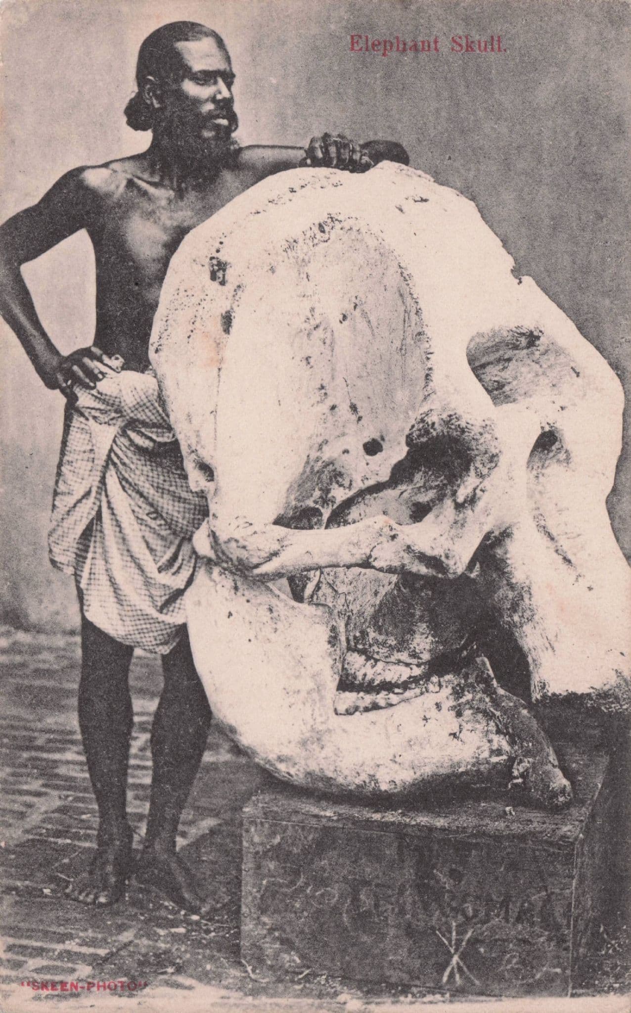 Giant Elephant Skull Skeleton Indian Hunter Antique Postcard