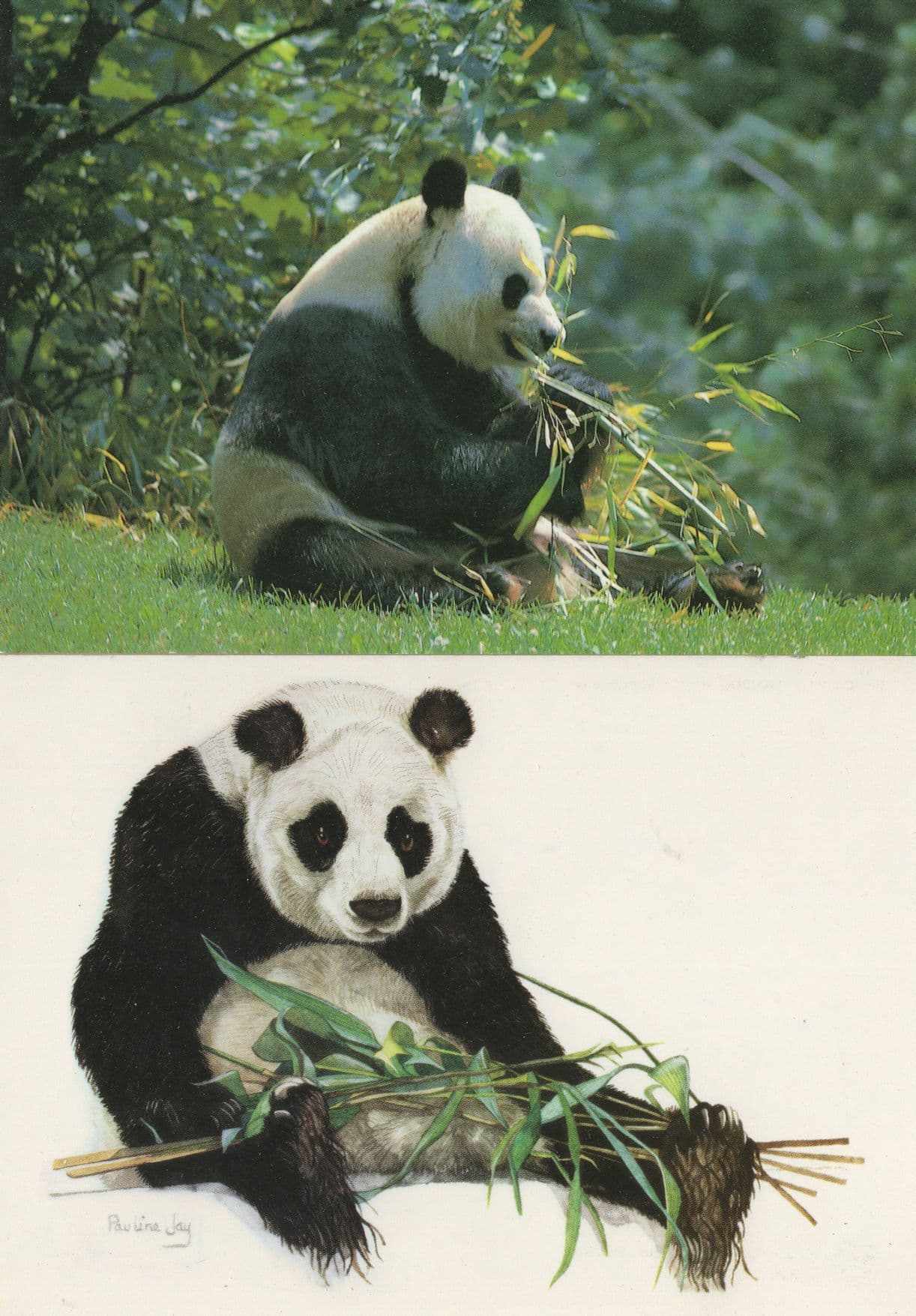 Giant Panda 2x Postcard s