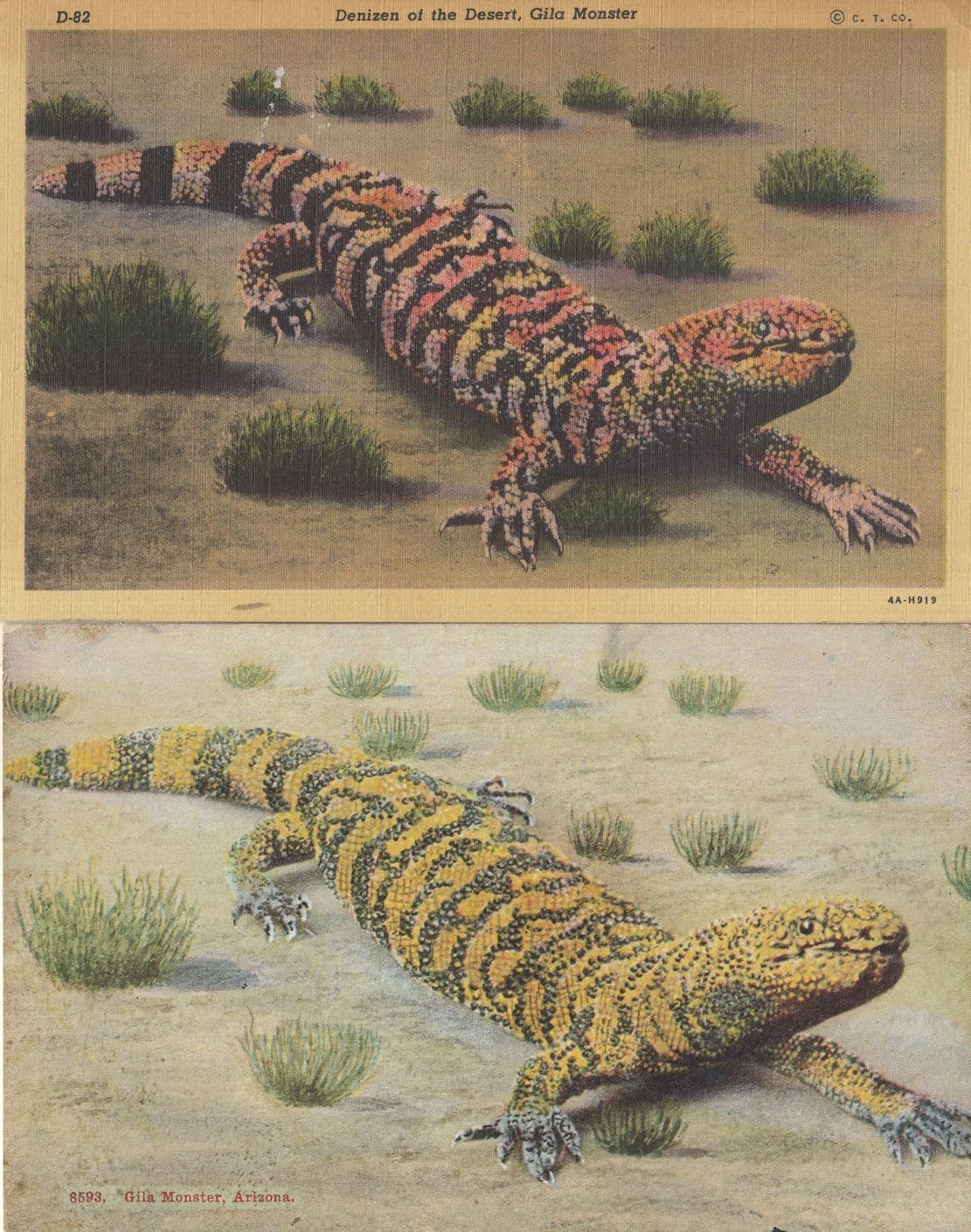 Gila Monster Arizona Lizard 2x Postcard s