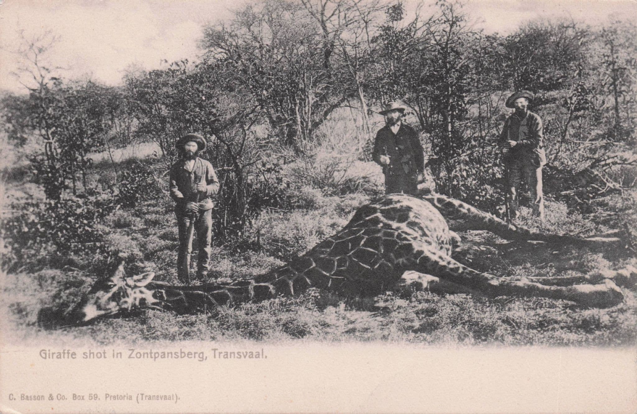 Giraffe Shot at Zontpansberg Transvaal South Africa Hunting Old Postcard