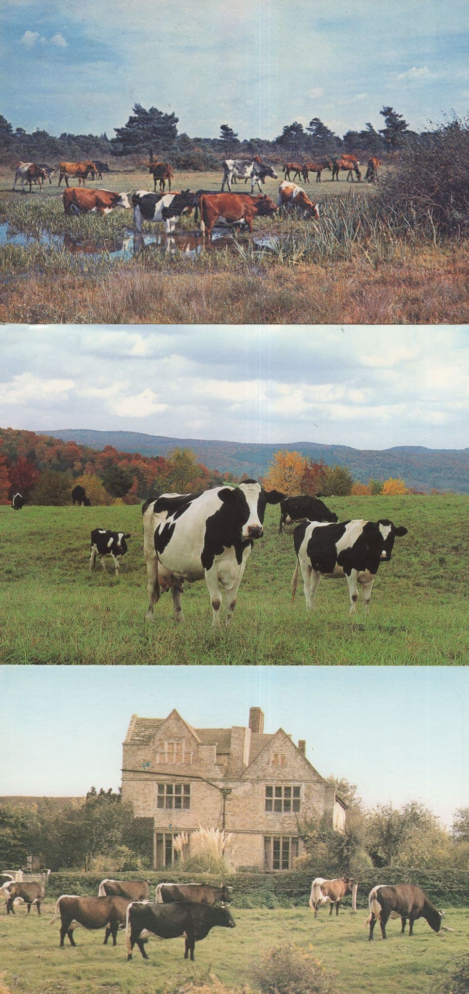 Gloucester Cattle Cows at Wickcourt 1970s Vermont Hampshire 3x Postcard s