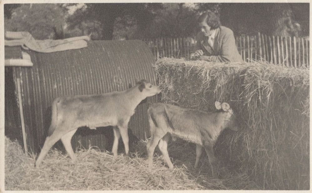 Goats On Farm Sender Knows Owner Birmingham Farming Postcard