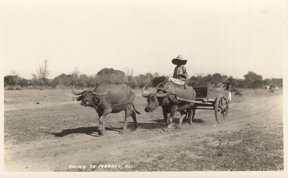 Going To Market Horse Farming PI Georgia Savanna USA RPC Postcard