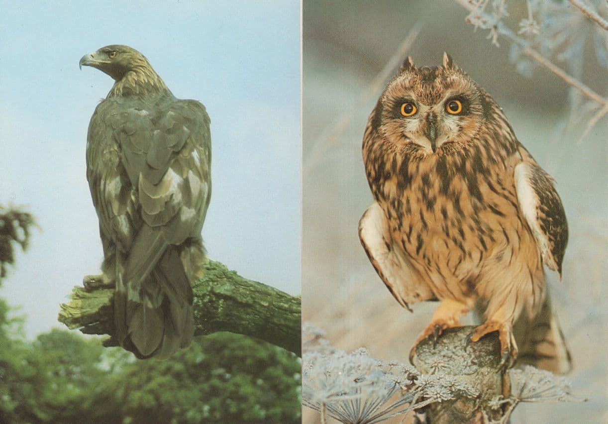 Golden Eagle Short Eared Owl 2x Magnificent Bird 1970s Postcard s