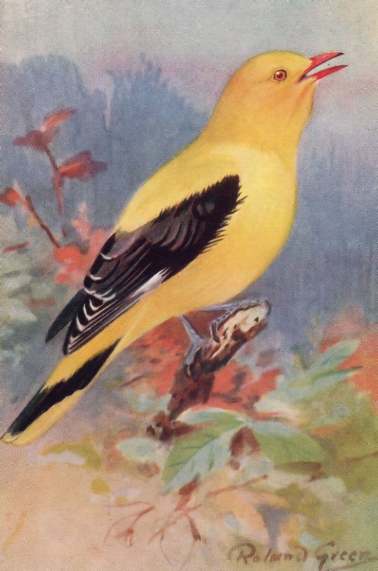 Golden Oriole RSPB Royal Society For The Protection Of Birds Antique Postcard