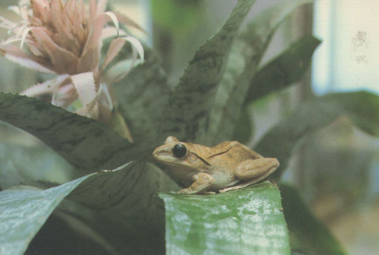 Golden Tree Frog Coventry Postcard