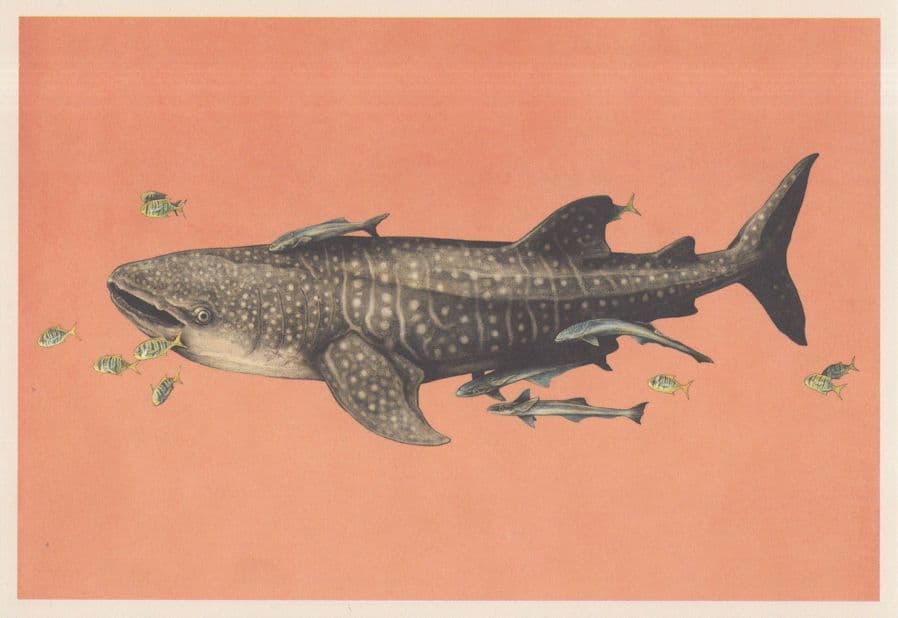 Golden Trevally Pilot Fish With White Shark Painting Postcard