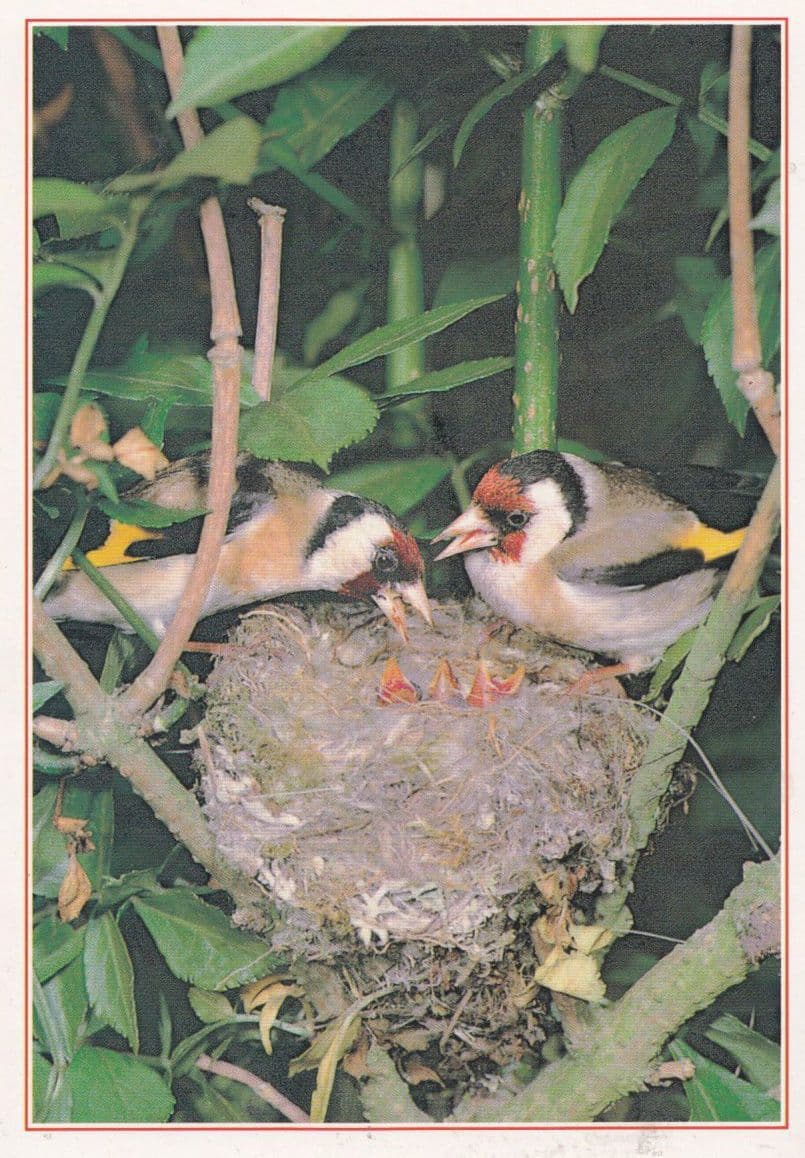 Goldfinch Bird Eggs Nest Diet Plumage Arthur Dixon Postcard