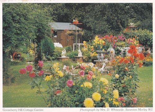 Gooseberry Hill Norfolk Cottage Garden Postcard