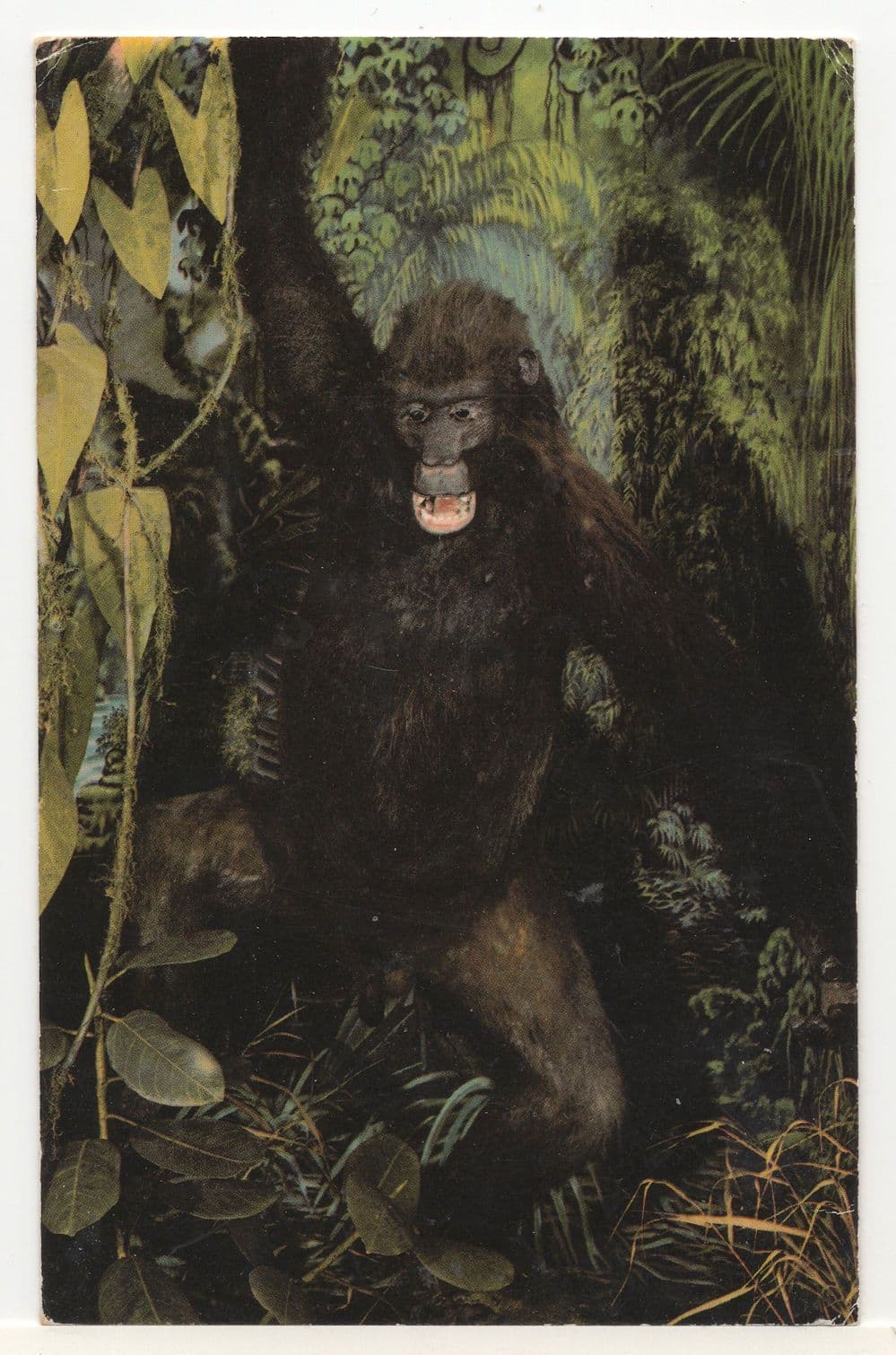 Gorilla In Natural History Museum Nottingham 1970s Postcard