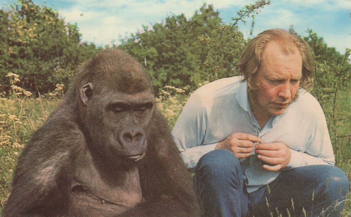 Gorilla & Zoo Owner at Howletts Canterbury Rare Postcard