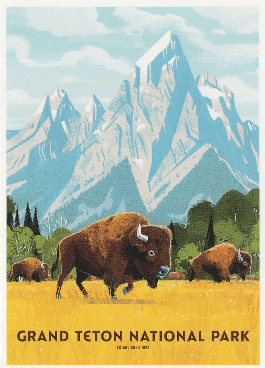 Grand Teton National Park Giant Bison Snake River Wyoming USA Postcard