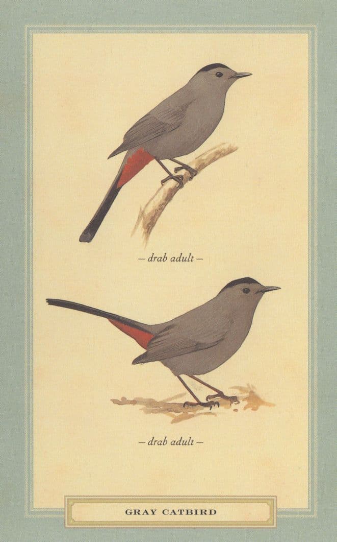 Gray Catbird Drab Adult Stunning Bird Postcard
