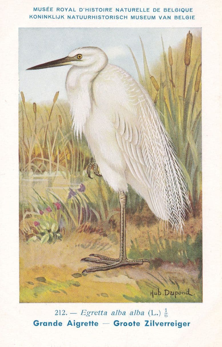 Great Egret Egretta Alba Groote Zilverreiger WW2 Rare Bird Postcard