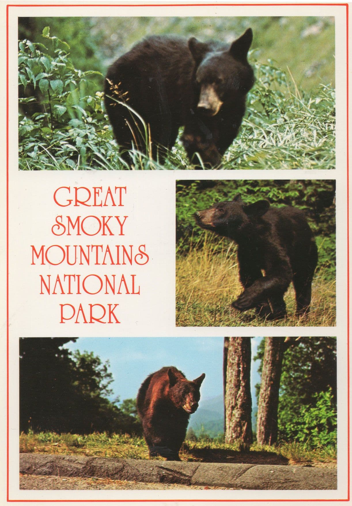 Great Smoky Mountains National Black Bear Park USA Postcard