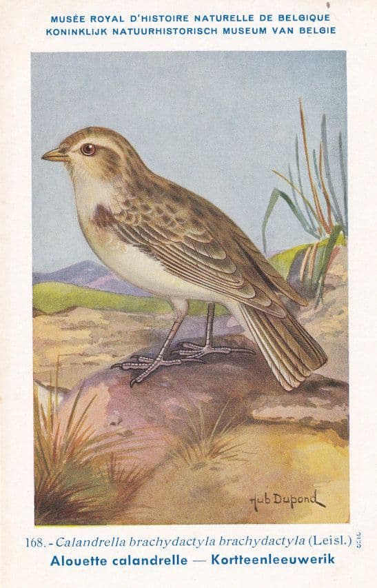 Greater Short Toed Lark Calandrella Brachydactyla WW2 Bird Rare Postcard