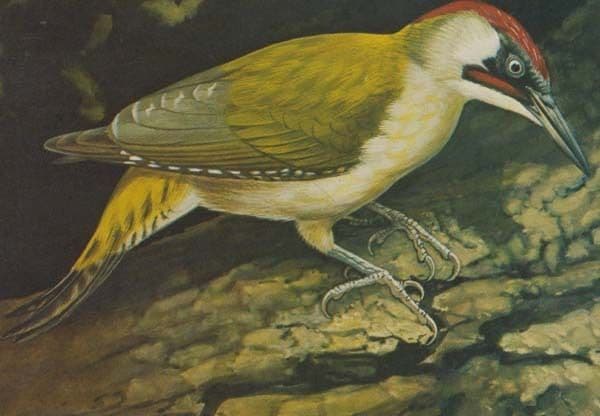 Green Woodpecker at Wellington Country Park Rare Bird Postcard